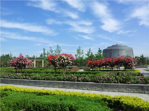 “五一赏花攻略”丨月季“偶遇”芍药,玫瑰也来“凑热闹”