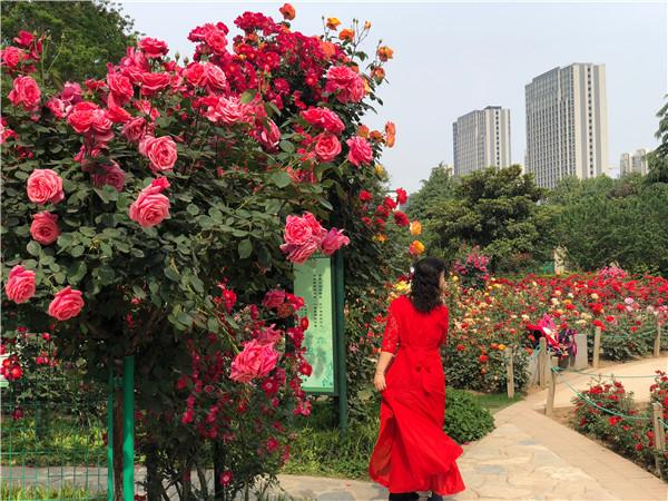 “五一赏花攻略”丨月季“偶遇”芍药,玫瑰也来“凑热闹”