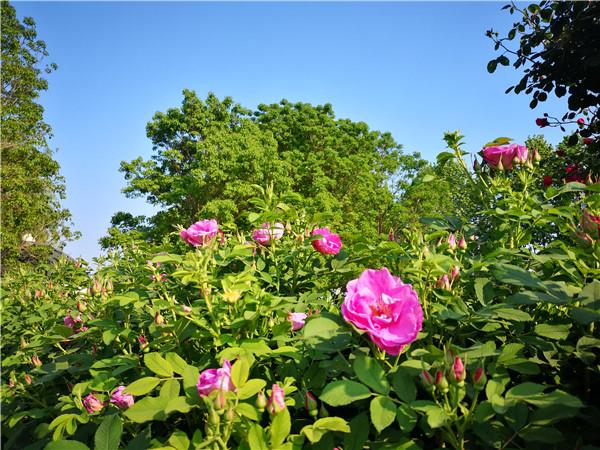 “五一赏花攻略”丨月季“偶遇”芍药,玫瑰也来“凑热闹”