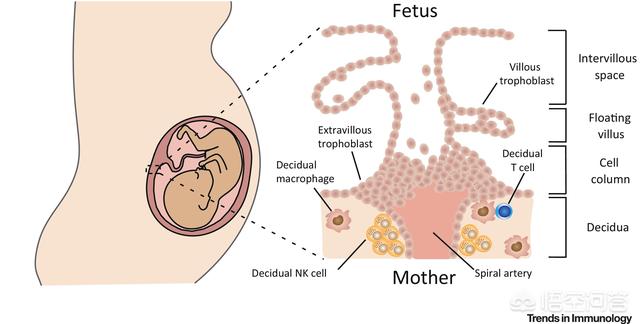 人类受精卵能在其他哺乳动物子宫内完成发育并生产吗？