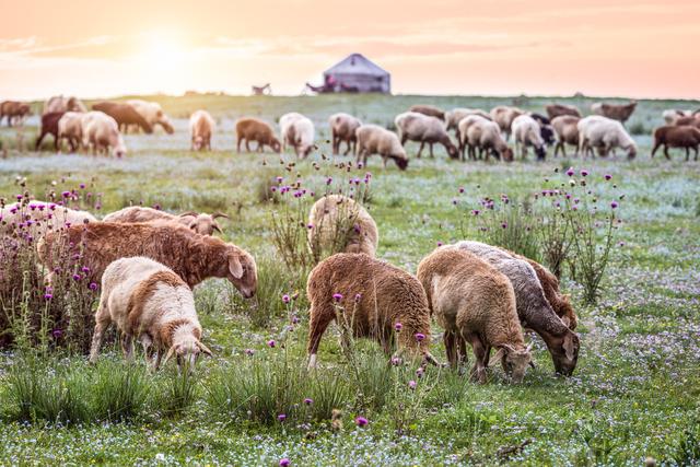 蒙古国给中国捐赠3万只羊，背后的缘由真相到底是什么？