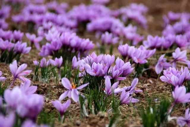 老祖宗的花文化，25种花的雅称：原来花草有这么多好听的称号！