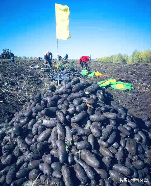 我国彩色马铃薯加工拓荒者张利彬的薯业情缘
