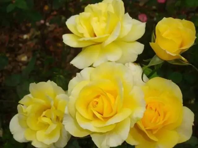 老祖宗的花文化，25种花的雅称：原来花草有这么多好听的称号！