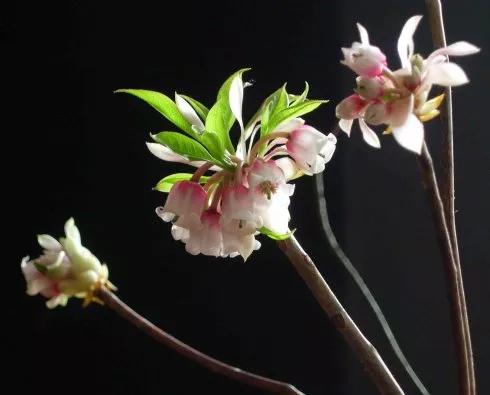 老祖宗的花文化，25种花的雅称：原来花草有这么多好听的称号！