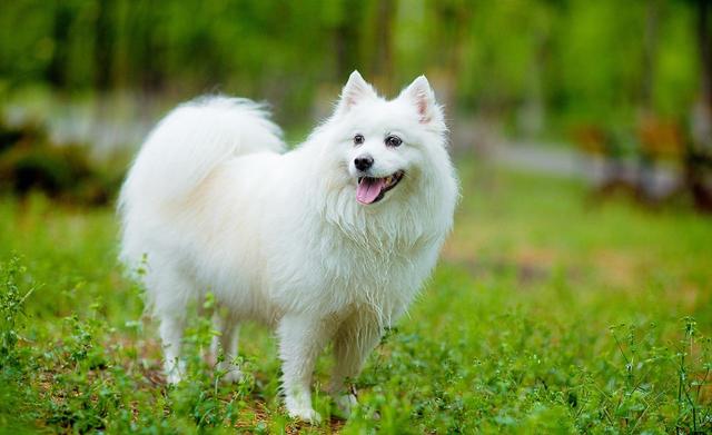 最"好养"的6种狗狗,我大中华田园犬位居榜首,你养的是哪种