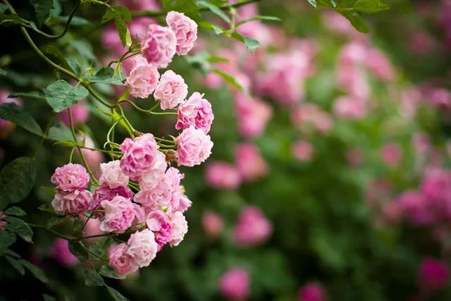 老祖宗的花文化，25种花的雅称：原来花草有这么多好听的称号！