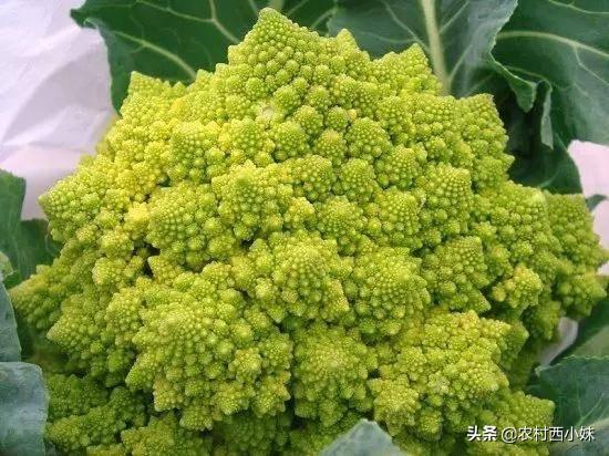 这些稀奇蔬菜水果大家有吃过吗？