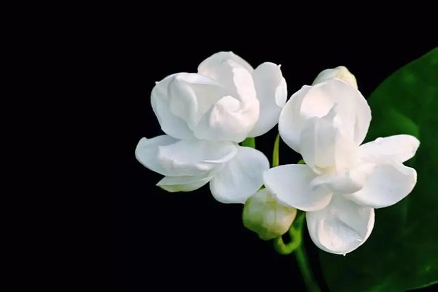 老祖宗的花文化，25种花的雅称：原来花草有这么多好听的称号！