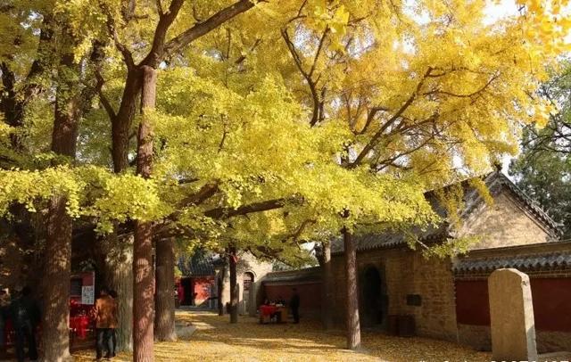 老祖宗的花文化，25种花的雅称：原来花草有这么多好听的称号！