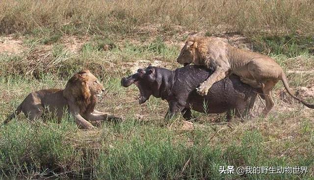 6头雄狮结盟打天下，一年内屠杀100多头狮子，灭绝狮性