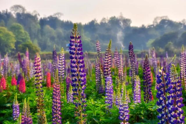 最美腾冲四月天，踏青景色尽芳菲
