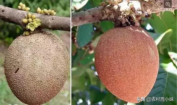 这些稀奇蔬菜水果大家有吃过吗？