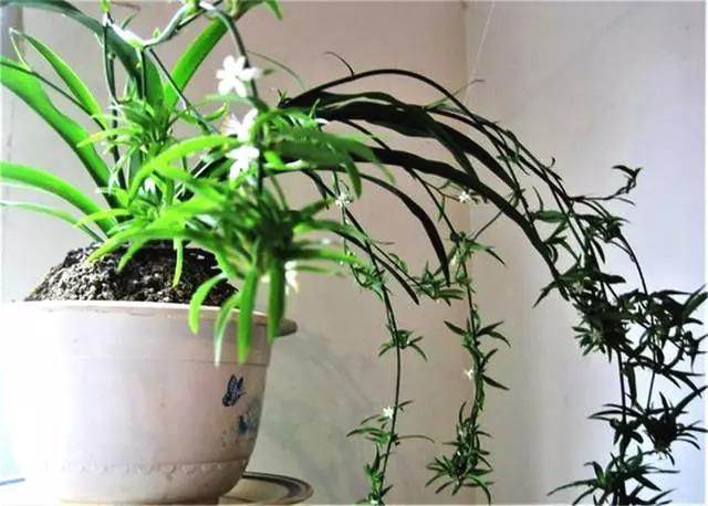 老祖宗的花文化，25种花的雅称：原来花草有这么多好听的称号！