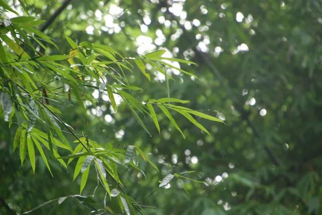 老祖宗的花文化，25种花的雅称：原来花草有这么多好听的称号！