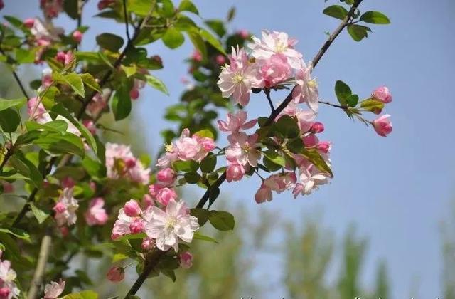 老祖宗的花文化，25种花的雅称：原来花草有这么多好听的称号！