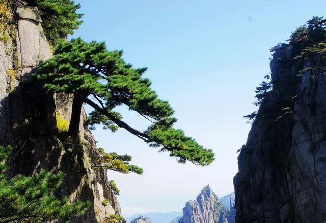 老祖宗的花文化，25种花的雅称：原来花草有这么多好听的称号！