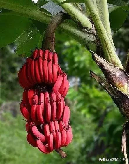 这些稀奇蔬菜水果大家有吃过吗？