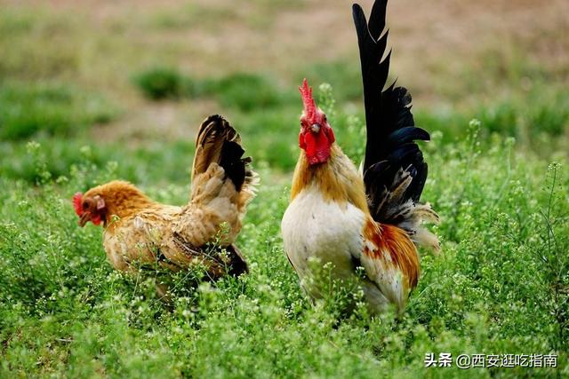 中国4大名鸡，你都吃过吗？