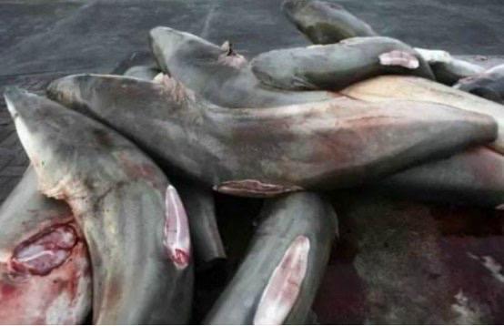 鲨鱼被人类割掉鱼翅，再被放回海中，下场会是什么？