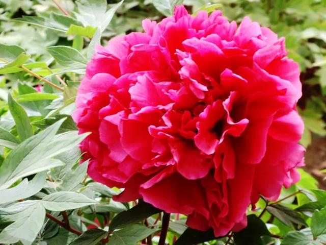 老祖宗的花文化，25种花的雅称：原来花草有这么多好听的称号！