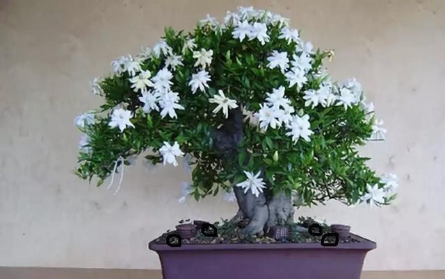 老祖宗的花文化，25种花的雅称：原来花草有这么多好听的称号！