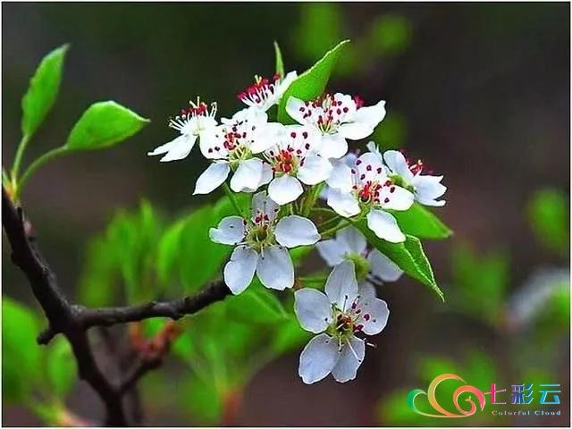 舌尖上的春天 | 你吃花了吗？