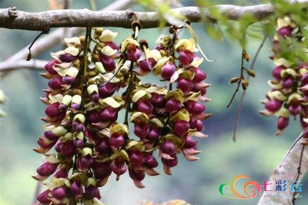 舌尖上的春天 | 你吃花了吗？