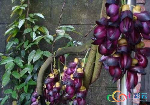 舌尖上的春天 | 你吃花了吗？