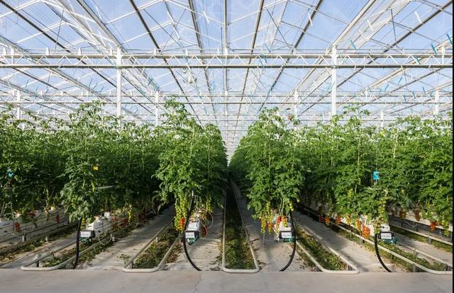 乡村振兴｜马铁民：做“智慧农业”的“绿行者”