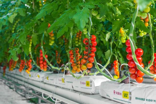 乡村振兴｜马铁民：做“智慧农业”的“绿行者”