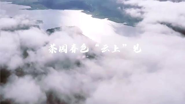 湖南这座“云上”茶园，人少景美，不喝茶也要去一趟