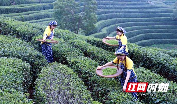湖南这座“云上”茶园，人少景美，不喝茶也要去一趟