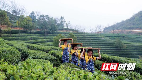湖南这座“云上”茶园，人少景美，不喝茶也要去一趟