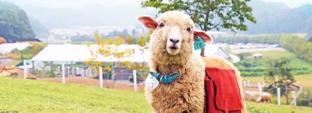 日本精灵庄园，让你放下脚步，忘掉肺炎