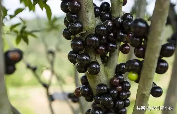 这些稀奇蔬菜水果大家有吃过吗？