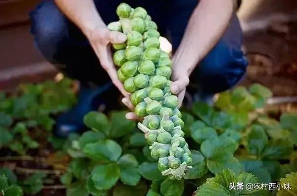 这些稀奇蔬菜水果大家有吃过吗？