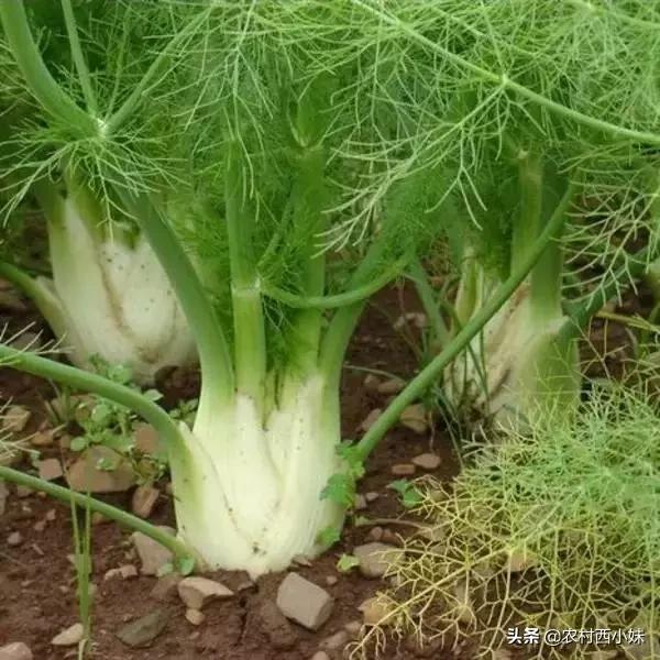 这些稀奇蔬菜水果大家有吃过吗？