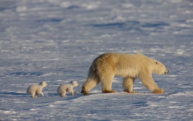 为什么北极熊会在冬眠期间生宝宝这样又有什么好处呢