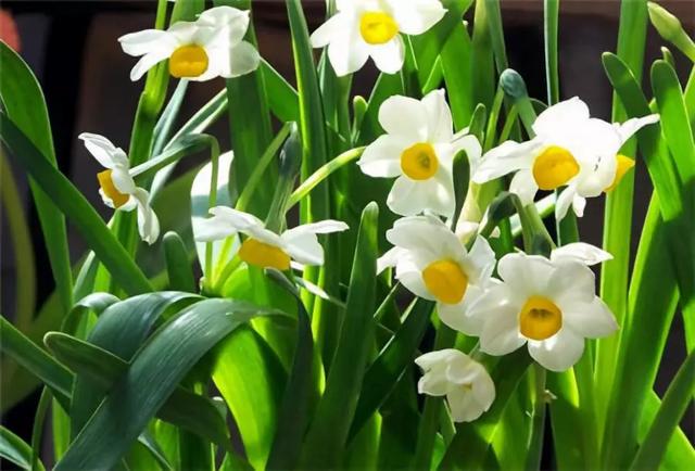 老祖宗的花文化，25种花的雅称：原来花草有这么多好听的称号！