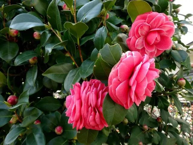 老祖宗的花文化，25种花的雅称：原来花草有这么多好听的称号！