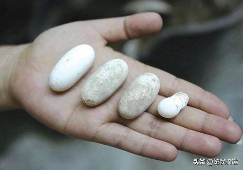 蛇蛋有没有毒?蛇蛋能不能像鸡蛋一样可以食用?